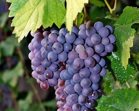 Wine Education: Merlot